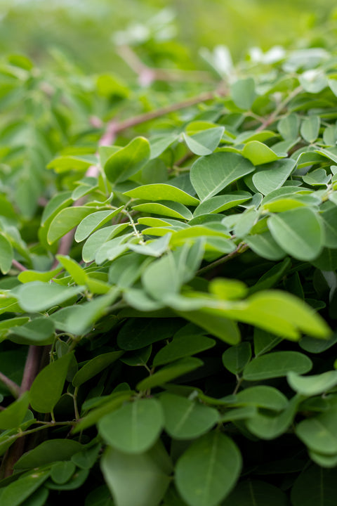 Moringa Products