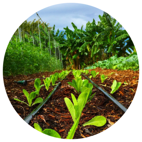 Moringa plantation