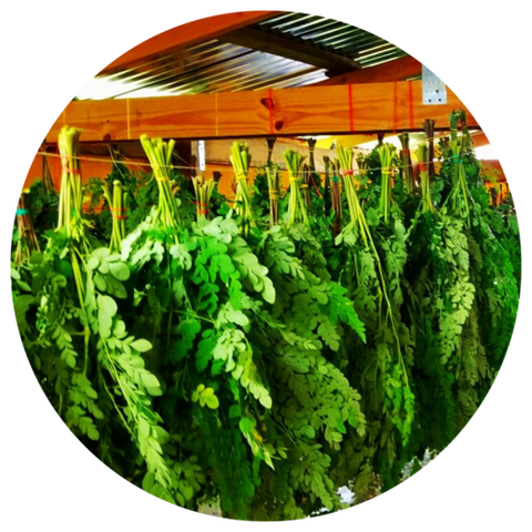 hanging Moringa
